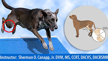 Cranial Cruciate Injury Webinar Thumbnail