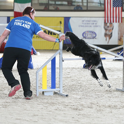 Bang in Agility action