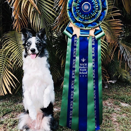 Border Collie Check