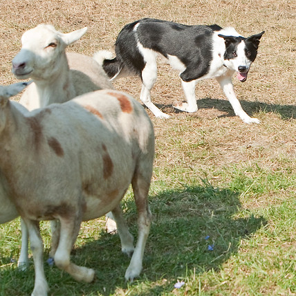 Benefit Herding