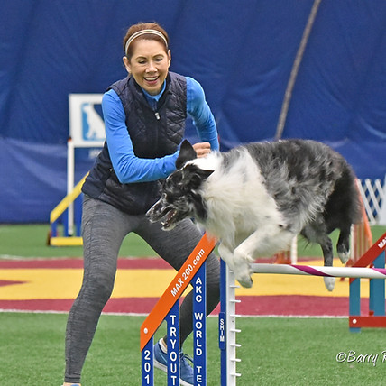 Shazam agility dog
