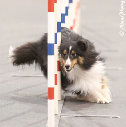 Tango Agility