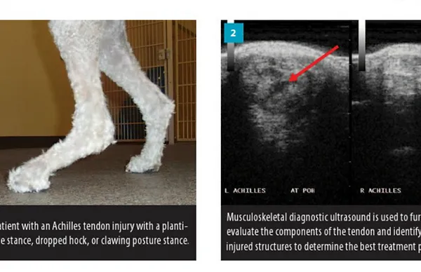 ACHILLES TENDINOPATHY IN THE AGILITY DOG