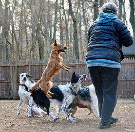 Speedoggie Dog Jumping