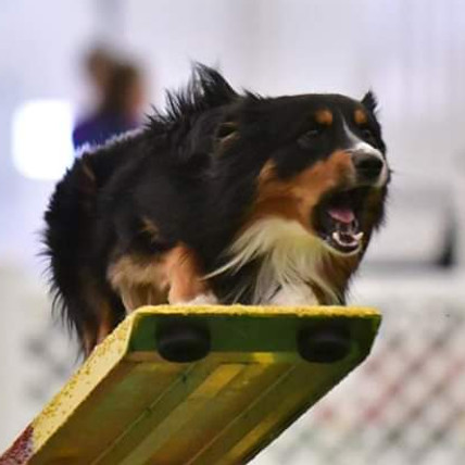 Cole the dog doing agility
