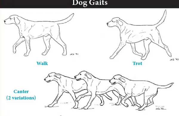 GAIT ANALYSIS: KNOWING WHAT'S RIGHT SO YOU CAN RECOGNIZE WHAT'S WRONG