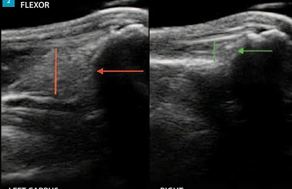FLEXOR CARPI ULNARIS TENDINOPATHY IN THE AGILITY DOG