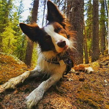 Cider lying down
