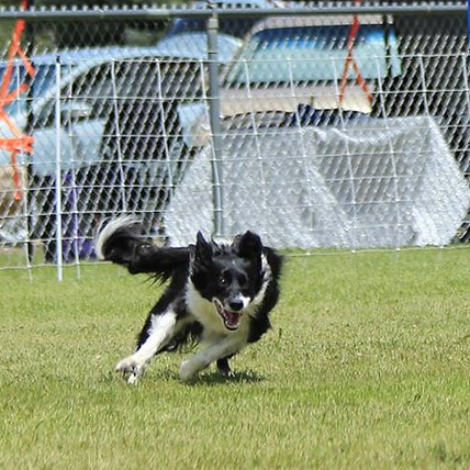 Squid the dog