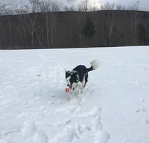 Dog in snow