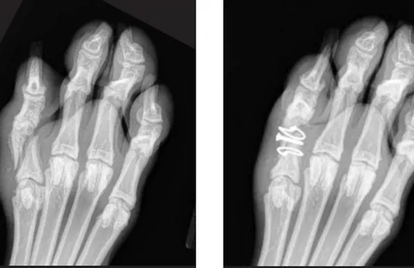 FOOT AND PAD CARE FOR AGILITY DOGS