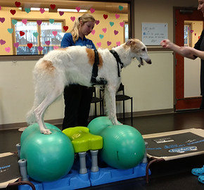 Dog therapy
