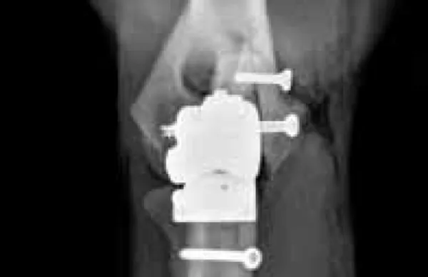 CANINE ELBOW DYSPLASIA