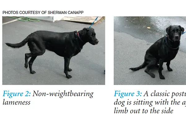 CRANIAL CRUCIATE LIGAMENT INJURY IN AGILITY DOGS, PART 1