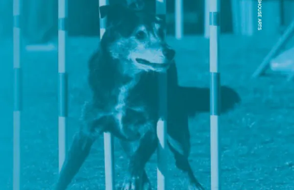 ORAL JOINT SUPPLEMENTS IN AGILITY DOGS