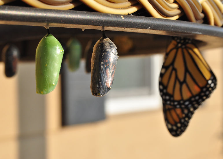 chrysalises and a butterfly