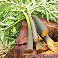Glucomannan