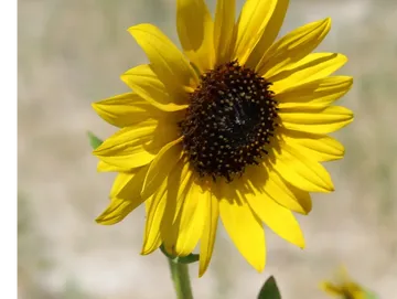 Heather - double certified life coach and founder of Sunflower Christian Coaching