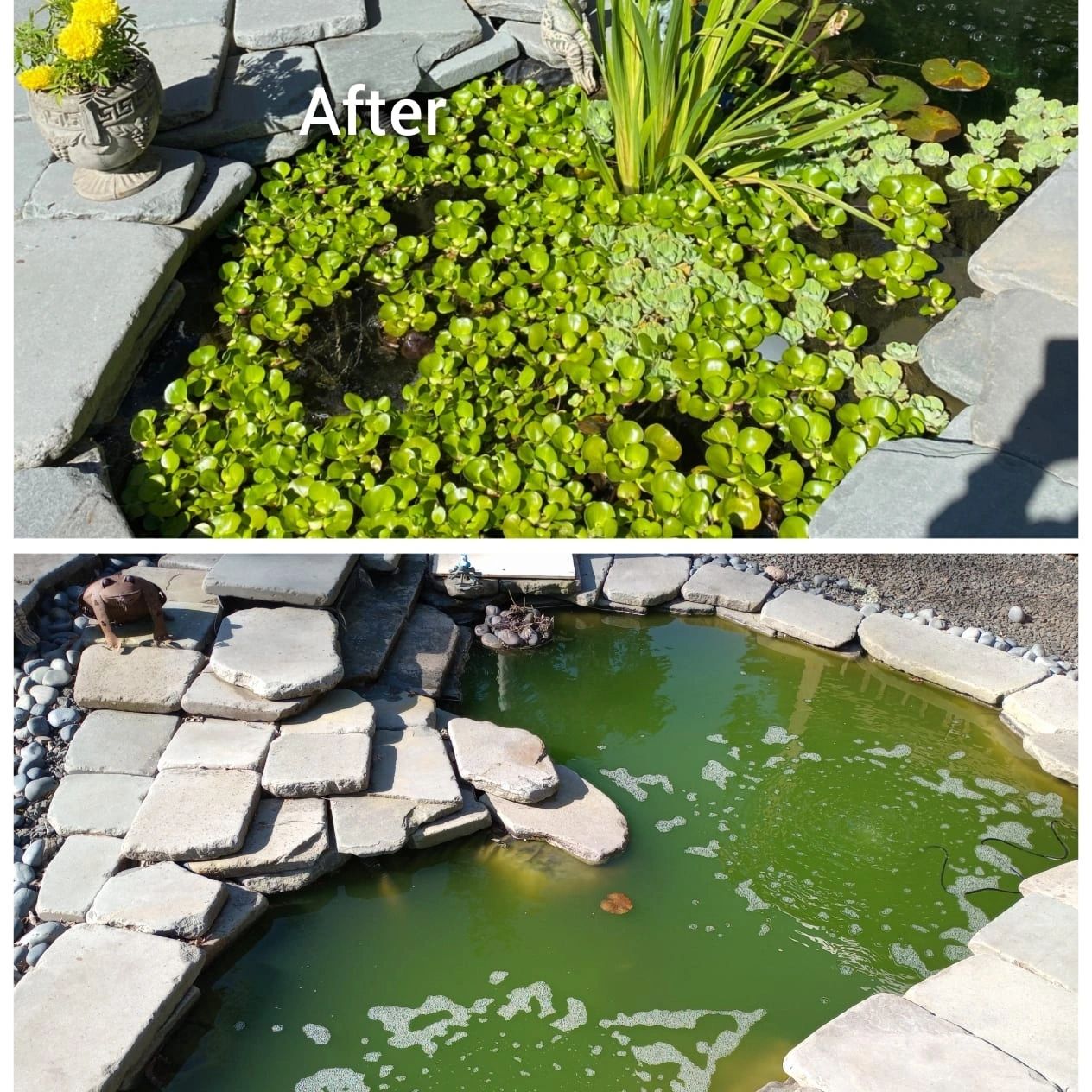 Aquarium before and after 1