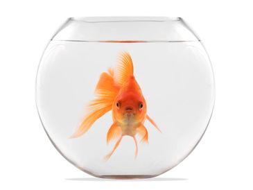 Fishbowl