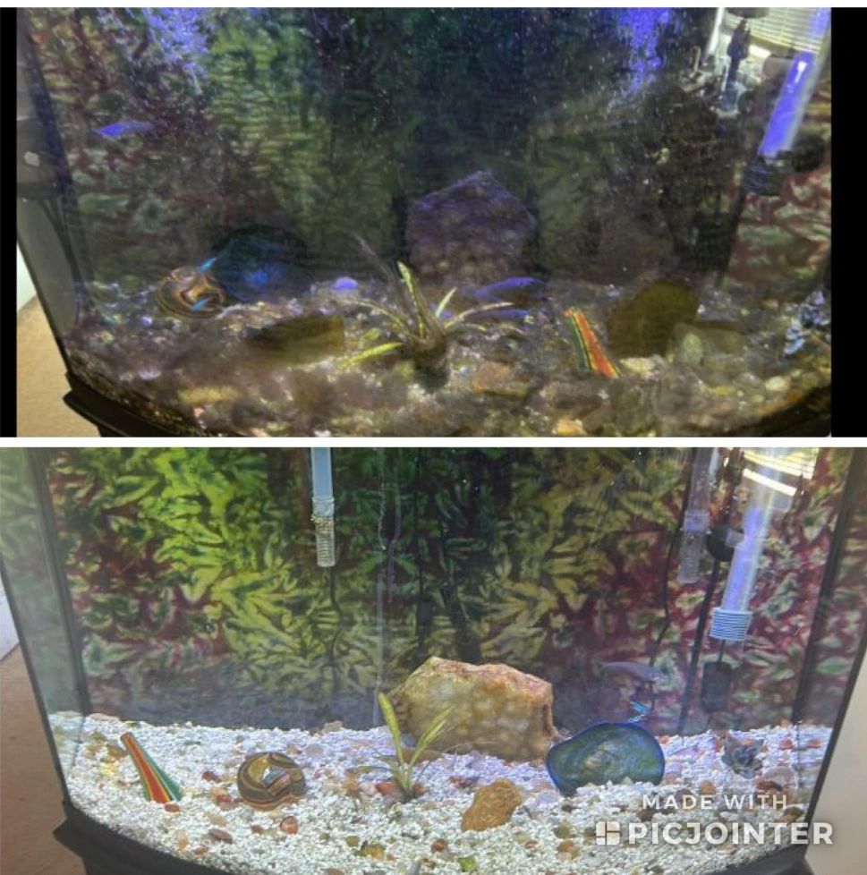 Aquarium before and after 4