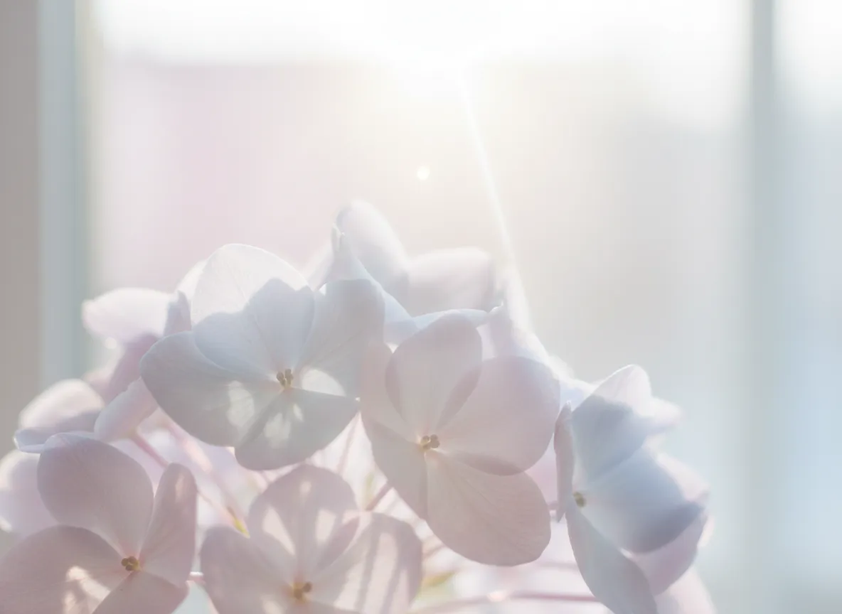 Soft light through petals symbolizing a mother remembering herself