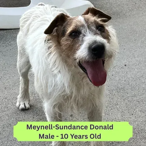 Donald Dog 1