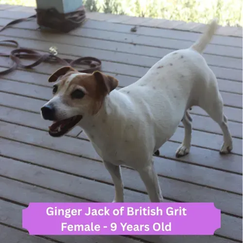 Ginger Dog 2