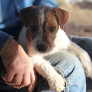 Jack Russell Terrier Temperament