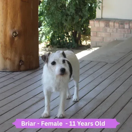 Briar Dog 3