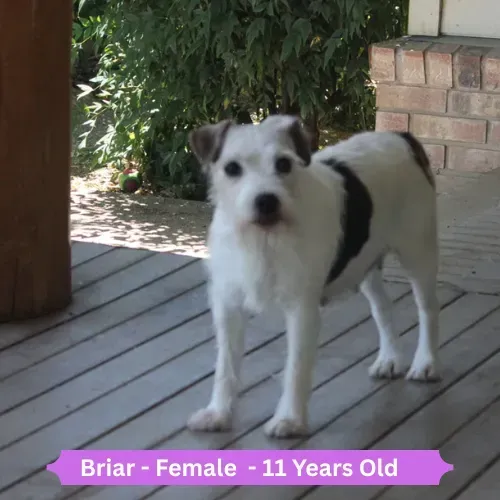 Briar Dog 1