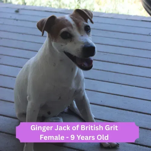 Ginger Dog 1
