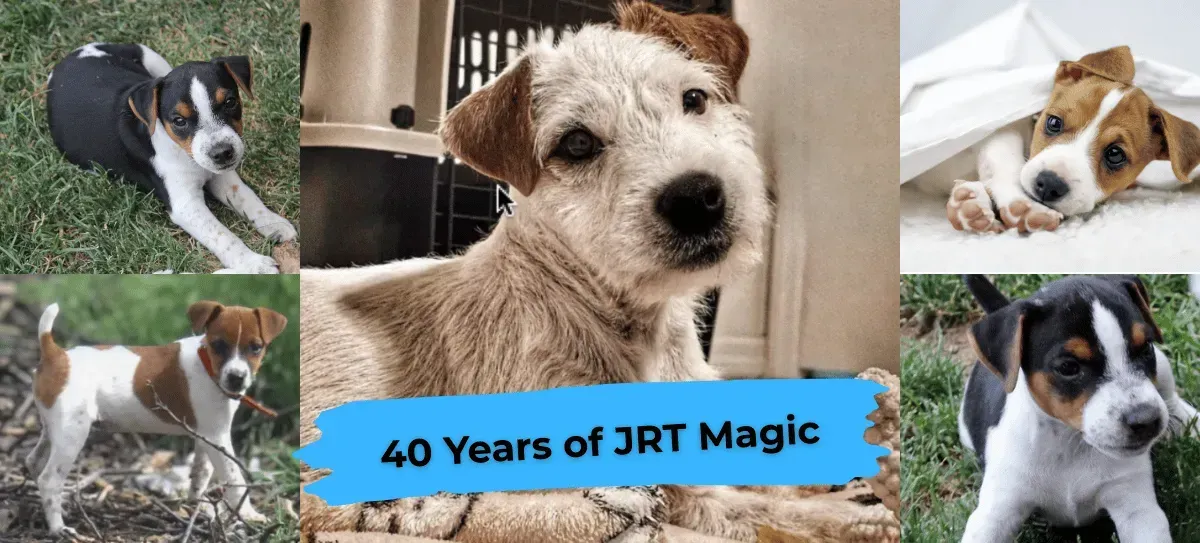 Jack Russell Terrier Collage 40 Years of JRT Magic