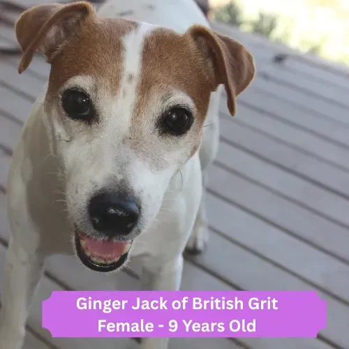Ginger Dog 3