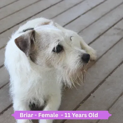 Briar Dog 2