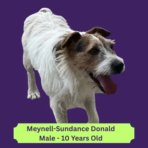 Donald Dog 2