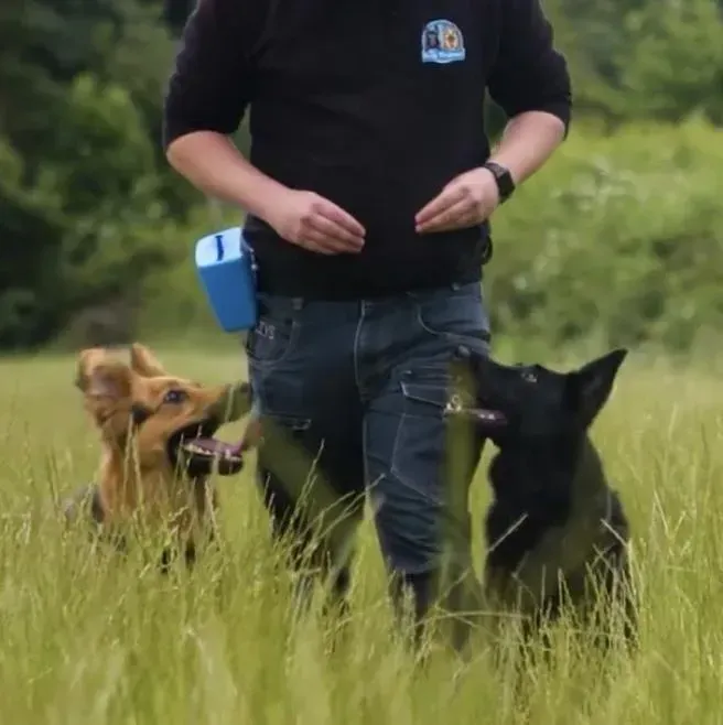 Trainer working with dogs