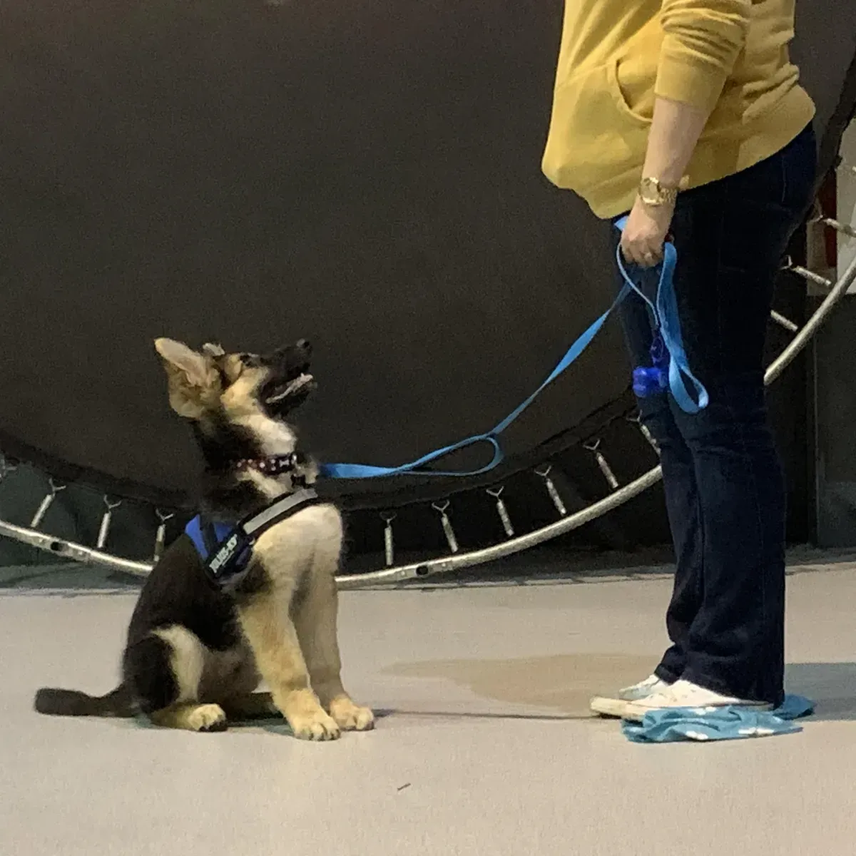 Puppy Basics