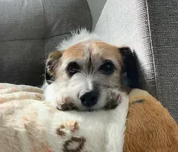 Reactivity to dogs