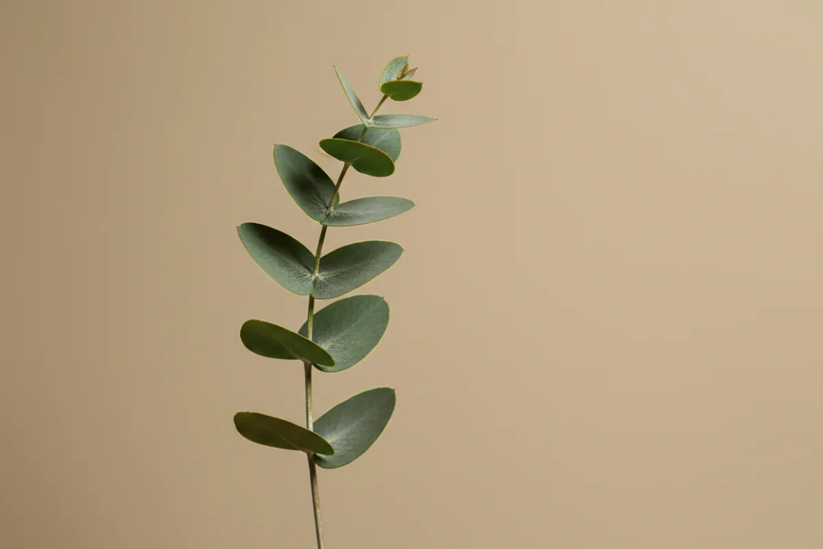 Eucalyptus plant