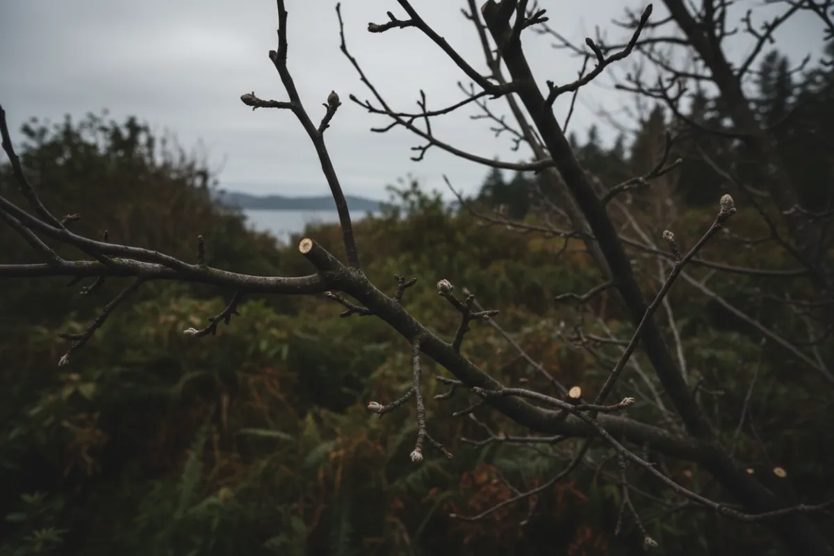 Nanaimo Fruit tree pruning