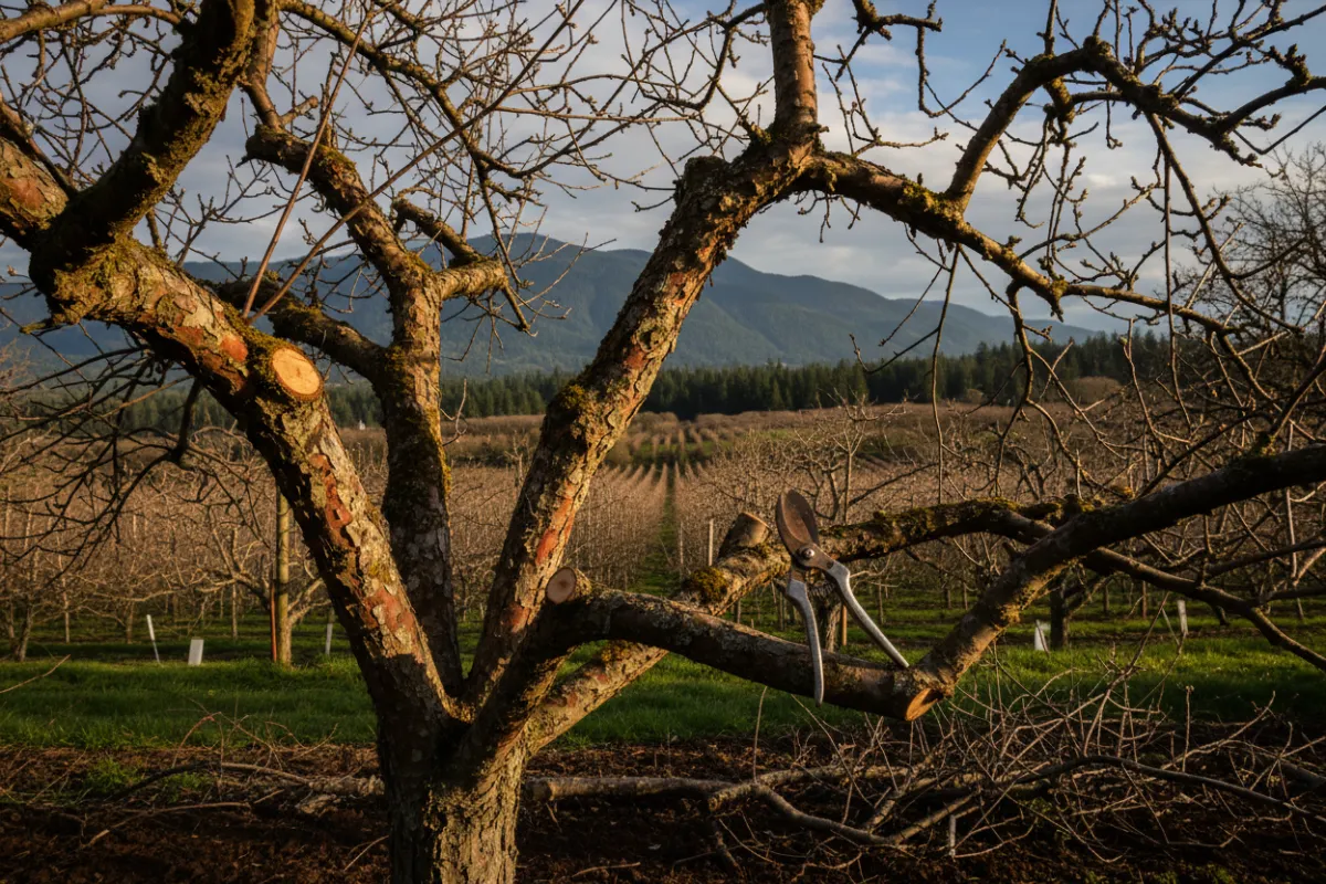Fruit tree pruning in Lantzville
