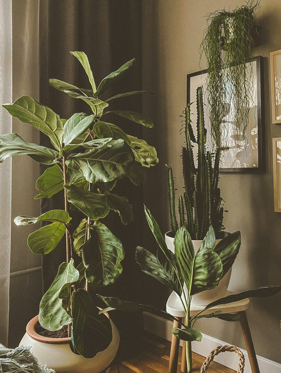 green indoor plant near black framed mirror
