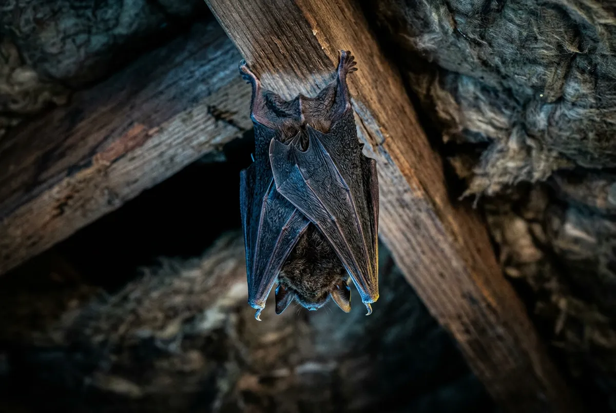 High contrast tactical view of bats roosting in attic rafters