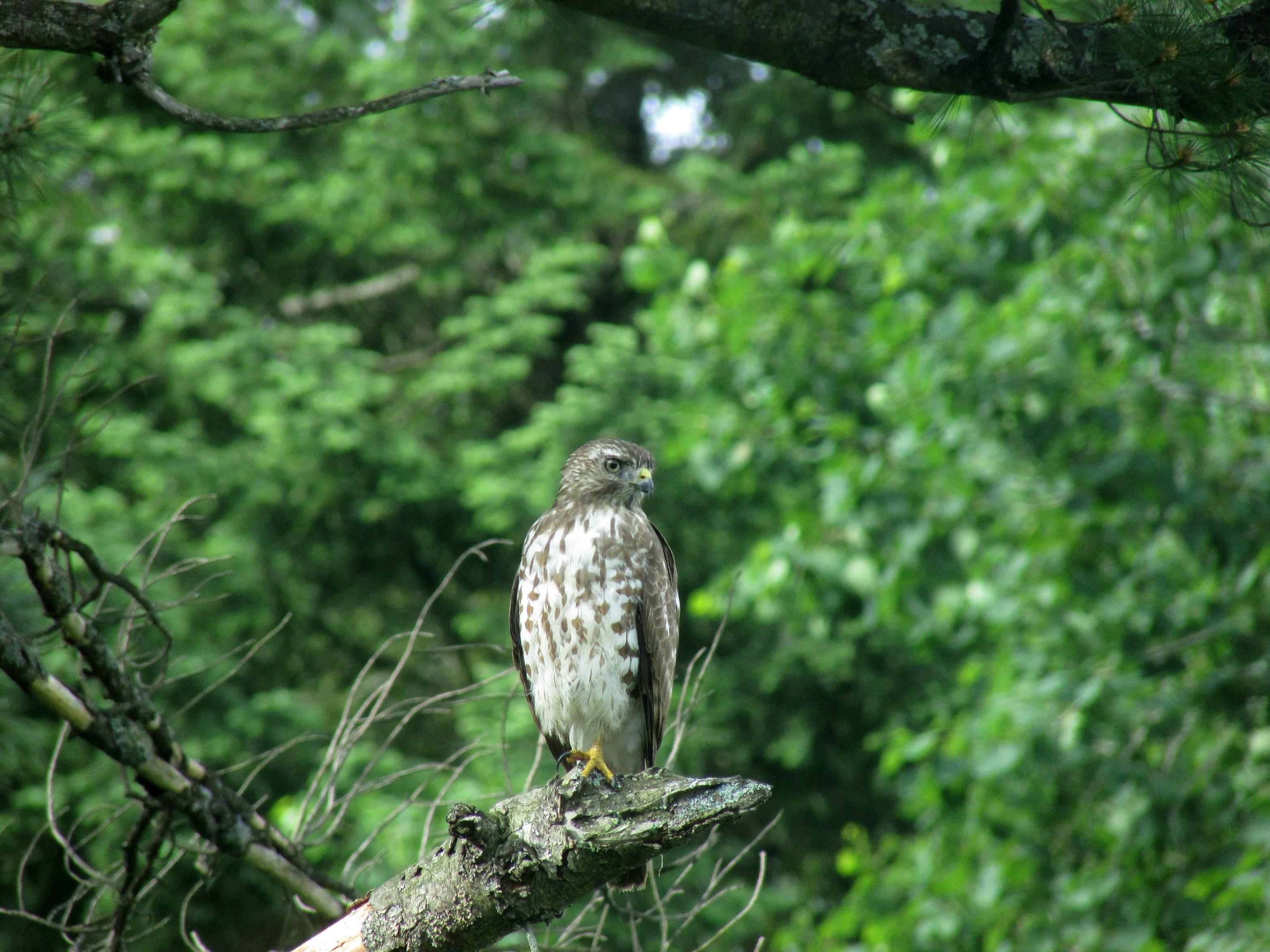 hawk on tree in northeast new york