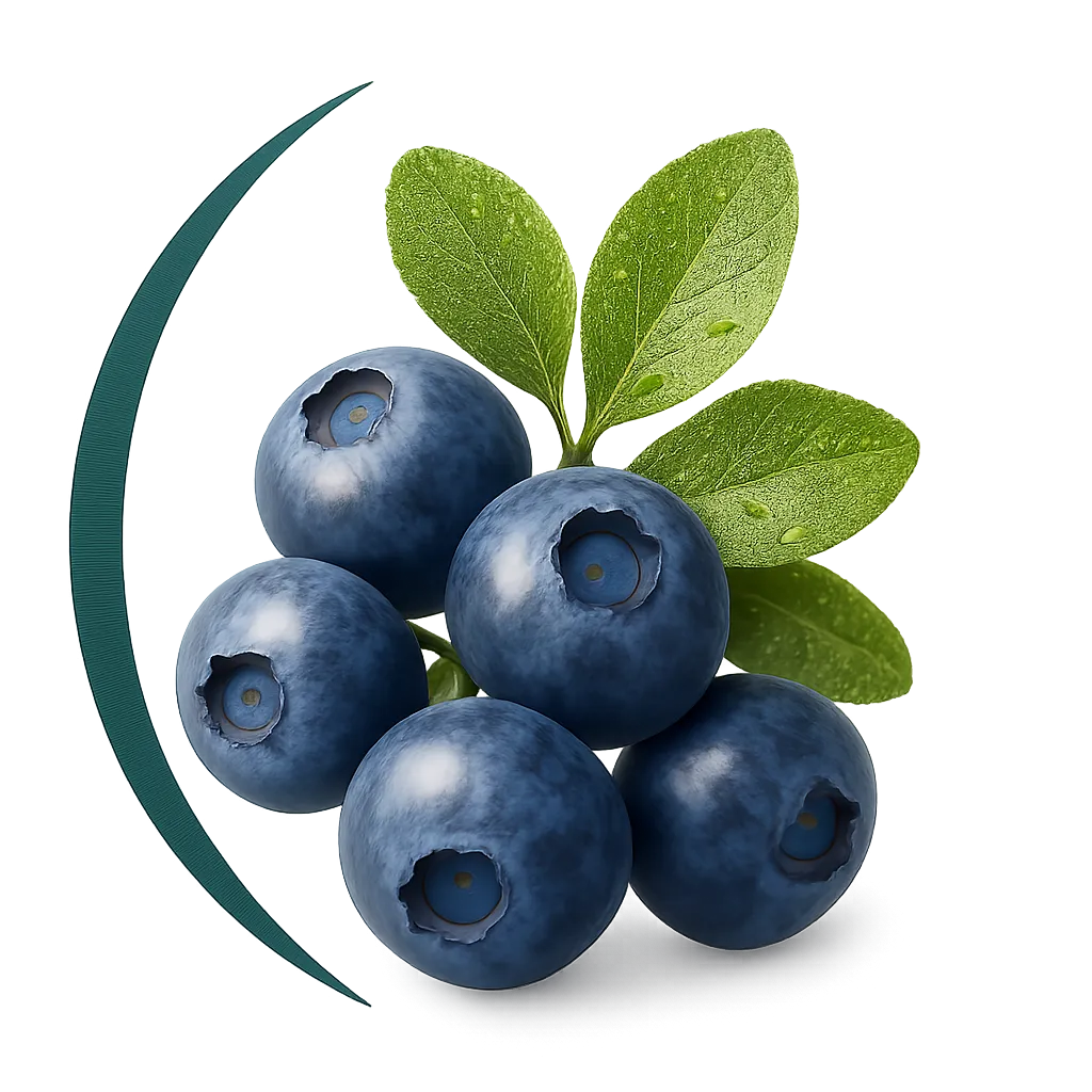 Bilberry Extract