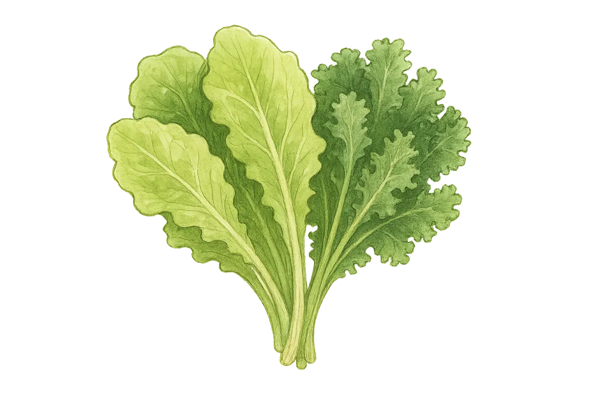 Illustration of crisp leafy greens like spinach and kale