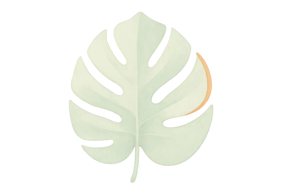 Healthy monstera leaf representing plant recovery