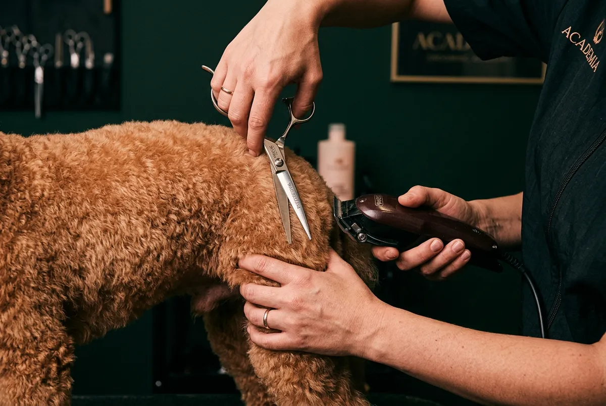 Módulo de cortes comerciales con tijera y máquina para perros de raza