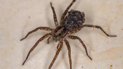 What Kills Spiders Instantly?